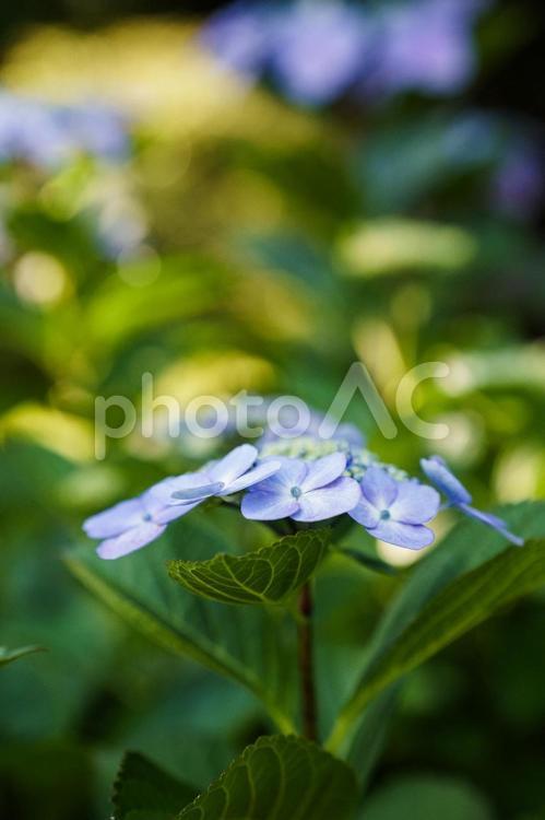 ガクアジサイ 紫陽花,ガクアジサイ,梅雨の写真素材