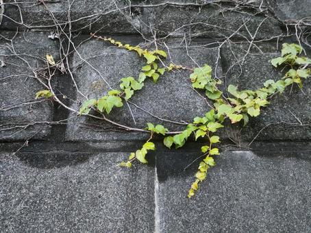 壁に広がる蔦 壁に広がる蔦の写真