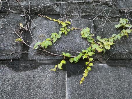 Photo, ivy, natural, plant, 