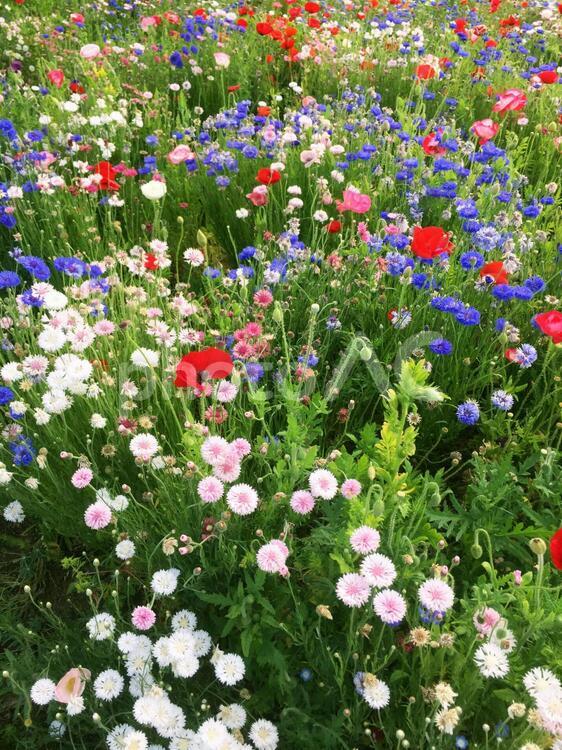 花畑2 花,赤,白の写真素材