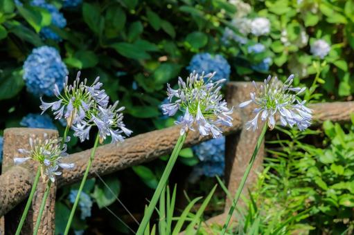 Photo, flower, fence, natural, 