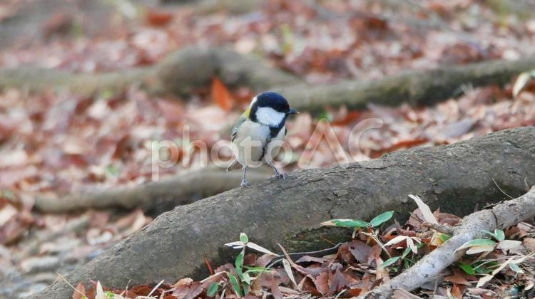 地面に降りて楓の実を探すシジュウカラ シジュウカラ,野鳥,小鳥の写真素材