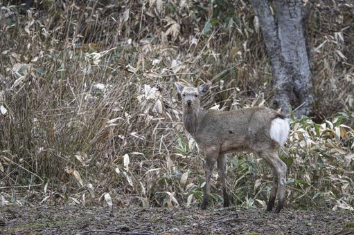 森の中で立ち止まるエゾシカ エゾシカ,鹿,野生動物の写真素材