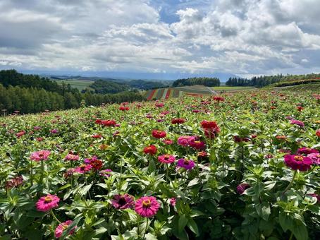 美瑛四季彩の丘の花畑 美瑛四季彩の丘の花畑 花畑,お花畑,お花の写真素材