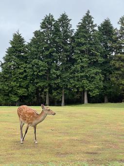 芝生で佇む鹿の自然風景 鹿,シカ,動物の写真素材