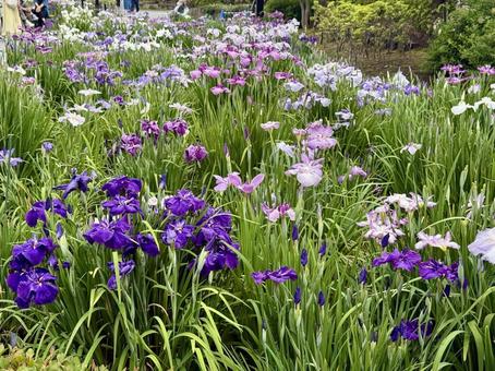 堀切菖蒲園 曇り空の下咲き誇る花菖蒲 堀切菖蒲園 曇り空の下咲き誇る花菖蒲 癒し,壁紙,花畑の写真素材
