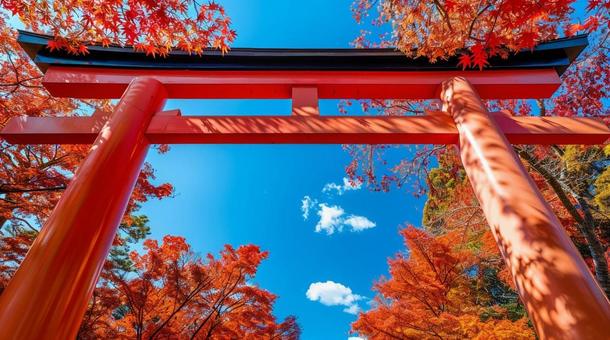 紅葉と神社の鳥居 紅葉と神社の鳥居の写真