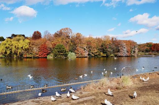 鶴見緑地２３（大池） カモ,動物,鳥の写真素材