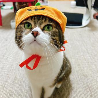 ハロウィン猫 ハロウィン猫の写真