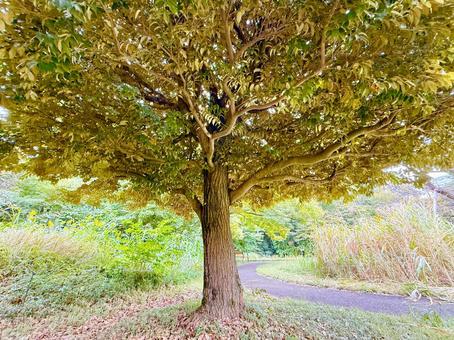 紅葉する大木 木,大木,秋の写真素材