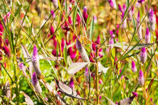 キタテハ(46)の写真