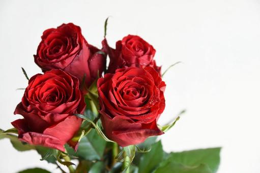 赤いばら 薔薇,ばら,バラの写真素材