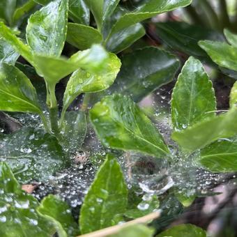Spider Web, JPG Spider Web, JPG
