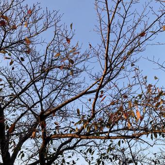 もうすぐ冬、枝と空 枝,木,空の写真素材