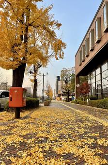 イチョウ並木 いちょう,街路樹,歩道の写真素材