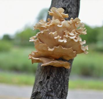 木に生えた平茸2 きのこ 木に生えた平茸2 きのこの写真