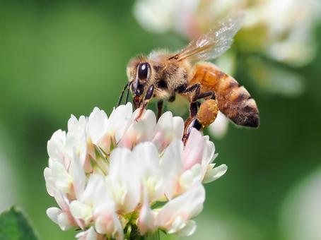 クローバーにミツバチ ミツバチ,セイヨウミツバチ,クローバーの写真素材