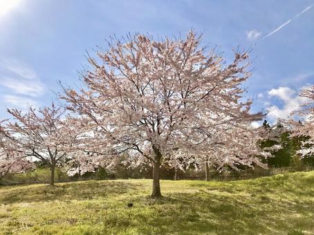 桜の木 桜の木の写真