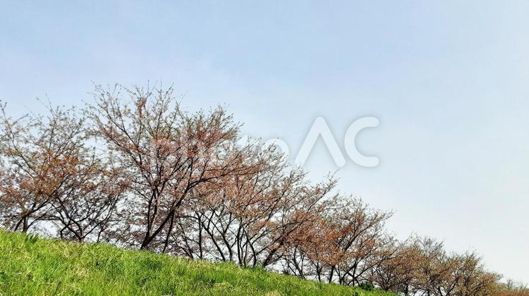 花びらが散り始めた土手の桜並木・2 桜,春,ソメイヨシノの写真素材
