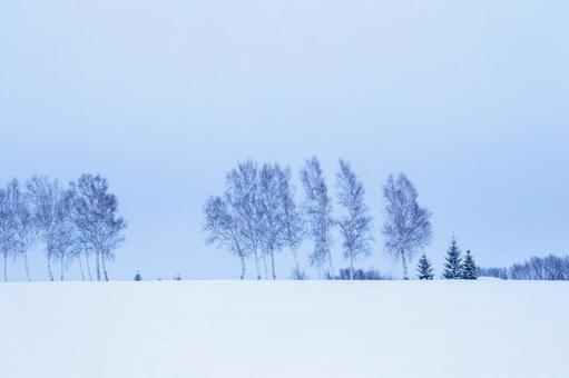 雪原の白樺並木 雪原の白樺並木の写真