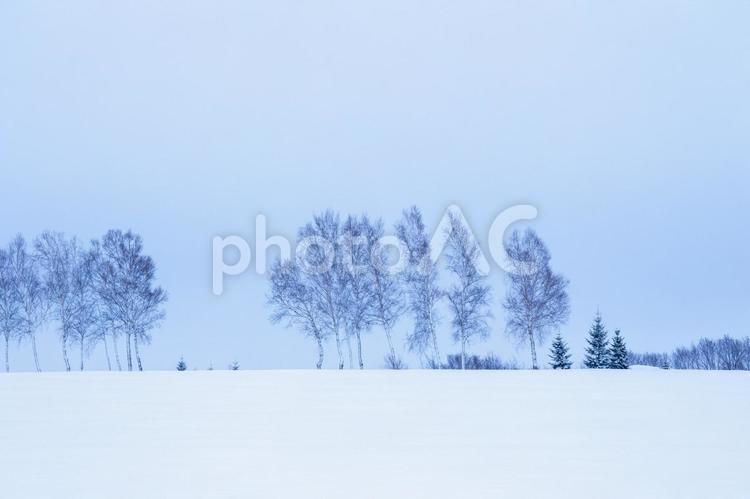 雪原の白樺並木 雪原,雪,白樺並木の写真素材