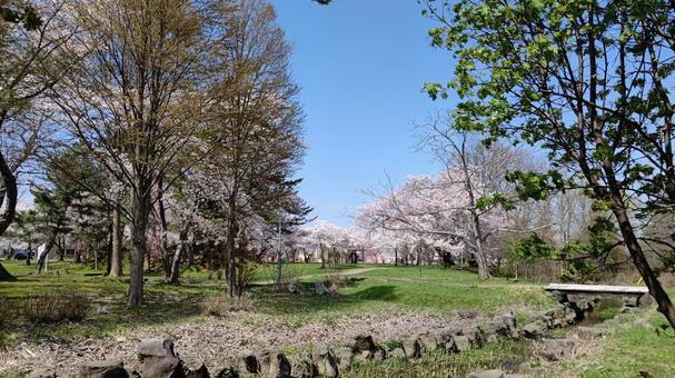 Photo, park, spring, cherry blossoms, 