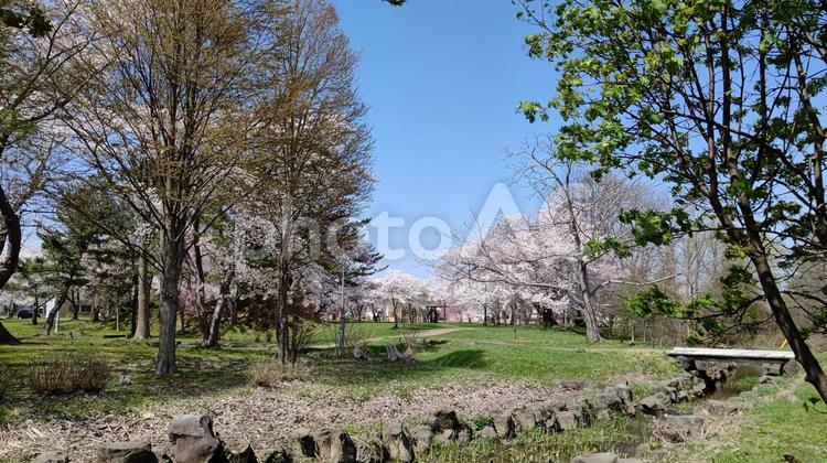 春の公園２ 公園,春,桜の写真素材