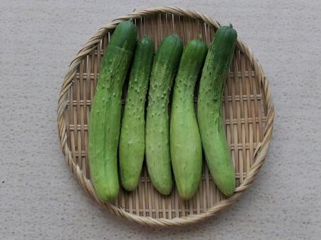 キュウリ キュウリ きゅうり,キュウリ,野菜の写真素材