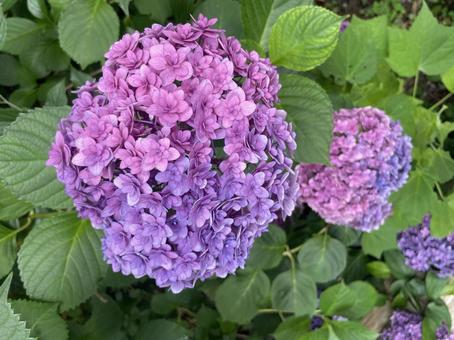 紫陽花 紫陽花の写真