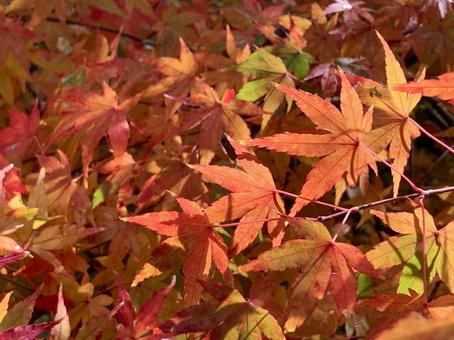 秋の紅葉1 もみじ,モミジ,紅葉の写真素材