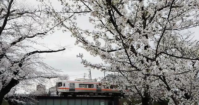 Photo, sakura, cherry blossoms, electric train, 