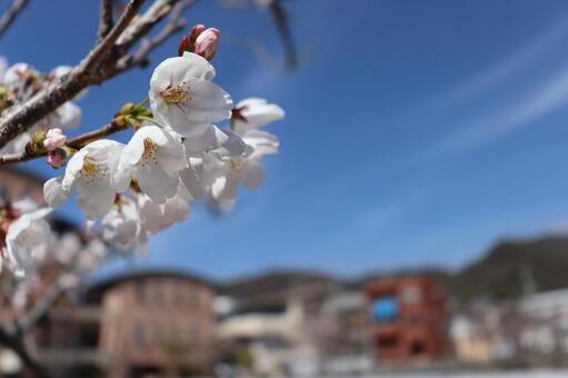 桜の花 桜の花の写真