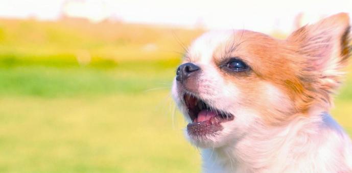チワワンコ(左スペース) チワワンコ(左スペース) ペット,犬,子犬の写真素材