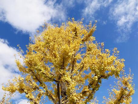 イチョウ イチョウ,銀杏,黄色の写真素材