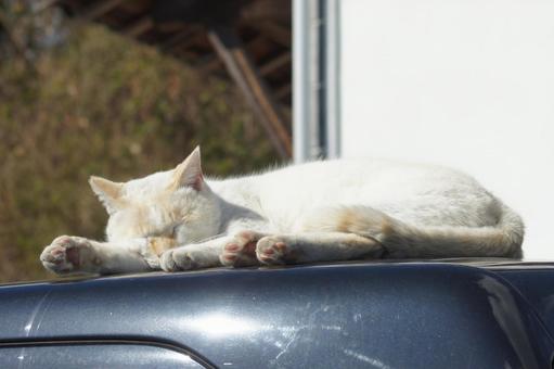 ねこ ねこ にゃんこ,可愛い,野良猫の写真素材