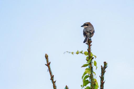 モズ(33) モズ(33)の写真