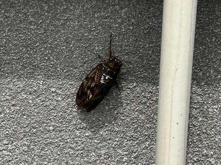 壁に止まるセミの写真