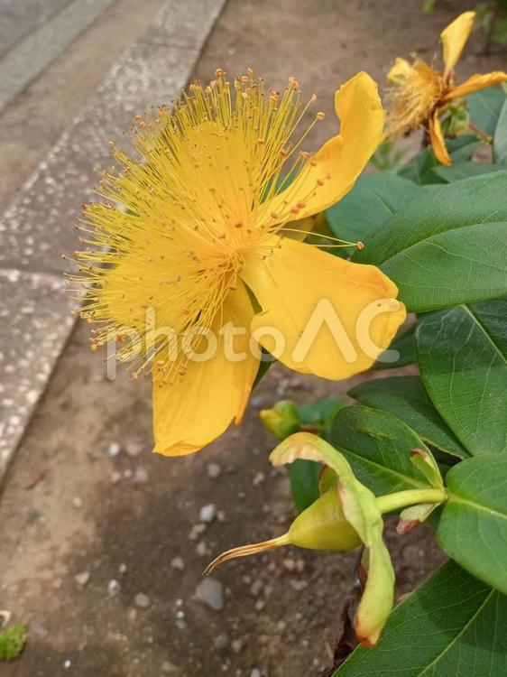 雄しべが長くて可愛い未央柳 黄色,花,雄しべの写真素材