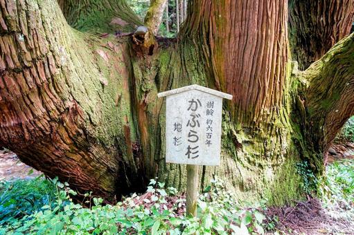 隠岐の島の県指定天然記念物「かぶら杉」 隠岐の島の県指定天然記念物「かぶら杉」の写真