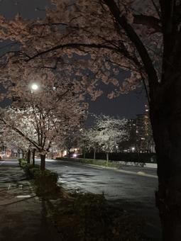 夜桜を眺める 夜桜を眺めるの写真