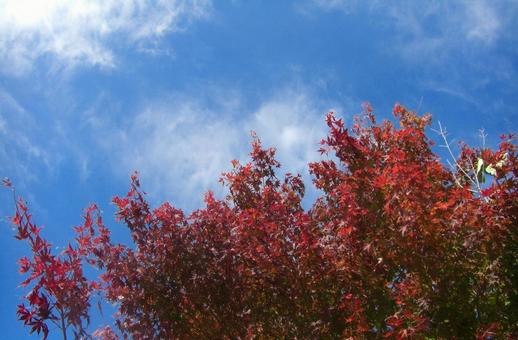 青空と紅葉-2 青空と紅葉-2 青空,雲,紅葉の写真素材