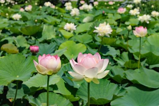 Lotus flower, JPG Lotus flower, JPG