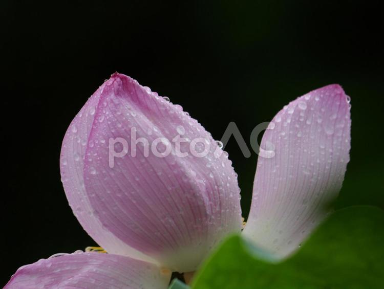 黒い背景の蓮のアップ 蓮の花,蓮,花の写真素材