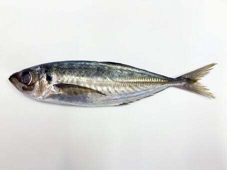 アジ アジ,マアジ,魚の写真素材