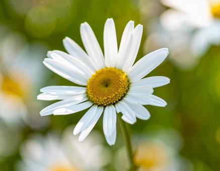 カモミールの花のアップ 花畑 自然1 カモミールの花のアップ 花畑 自然1の写真