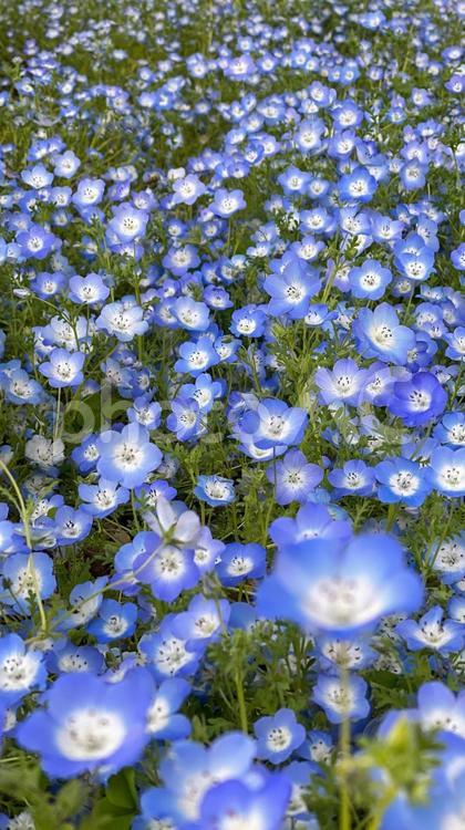 縦長のネモフィラ ネモフィラ,日比谷公園,花の写真素材