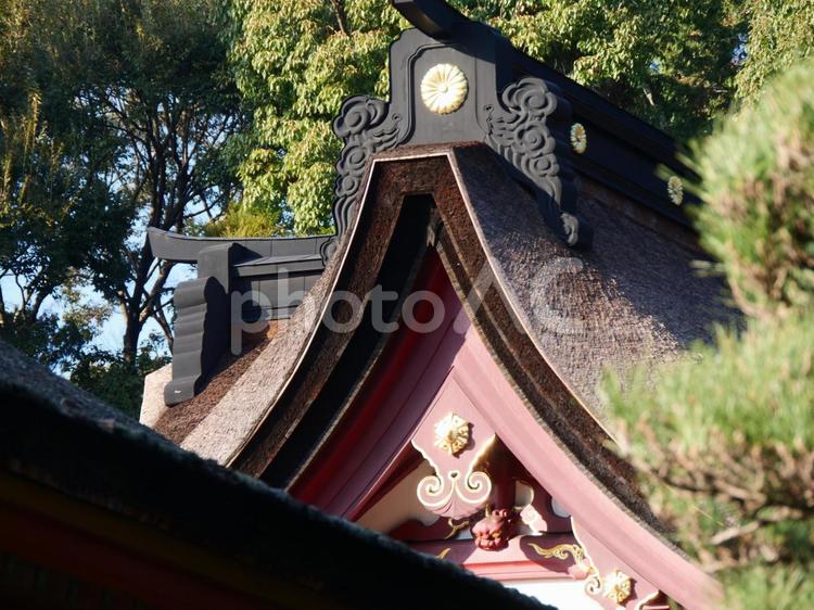 福岡県福岡市　香椎宮　本殿の屋根 香椎宮,本殿,屋根の写真素材