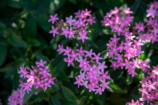 ピンクのペンタス（山下公園） ペンタス,星形,アカネ科の写真素材