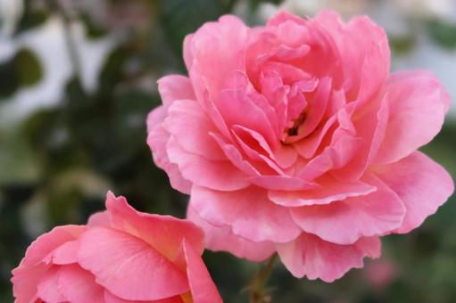 rose pink rose pink flower, JPG