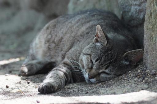 ねこ にゃんこ,可愛い,野良猫の写真素材